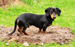 Dachshund