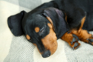 Little cute dachshund puppy