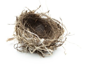 Urban birds nest isolated on white.