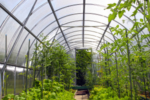 Young Tomato Plants In Vegetable Greenhouses