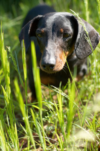 Dachshund