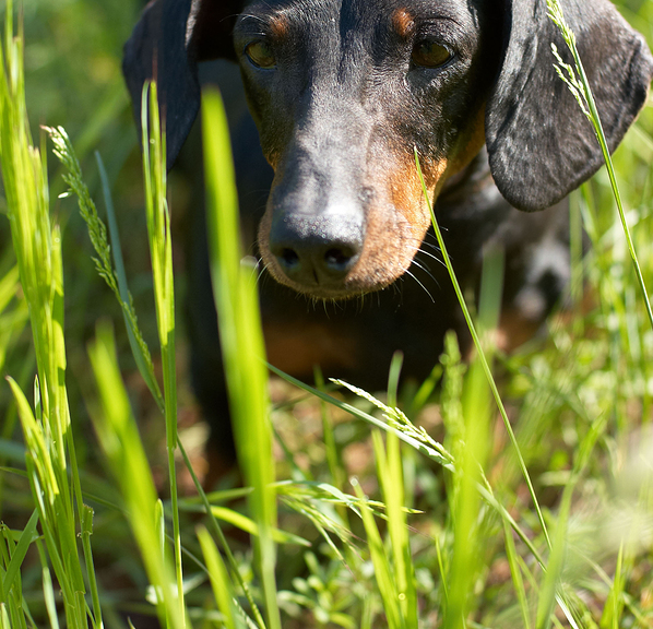 Dachshund in grass